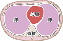 正常な胸部断面図